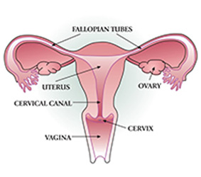 Diagram showing the uterus and the cervix