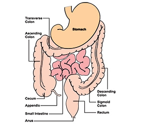 Diagram of the digestive system showing location of colon and rectum