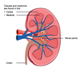 Picture showing the internal structure of a kidney